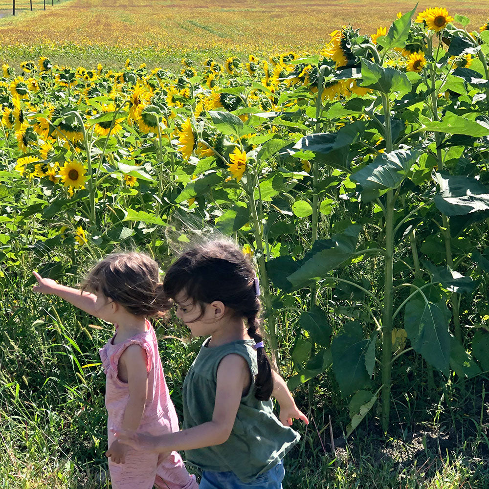 Inspiration: Les tournesols