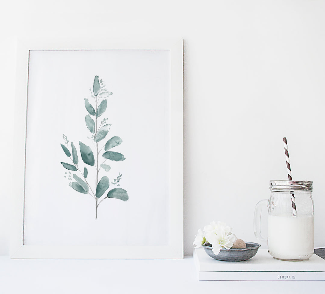 Illustration - Botanique - Branche d'eucalyptus