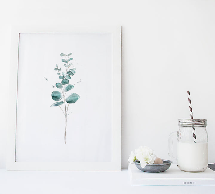 Set of illustrations - Botany - Eucalyptus