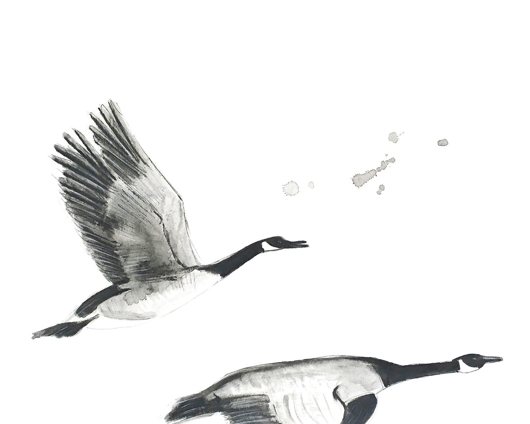 Illustration - Oiseaux - Bernaches