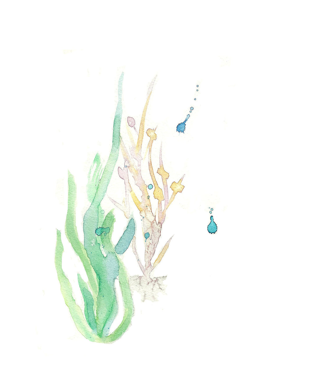 Illustration algues marine