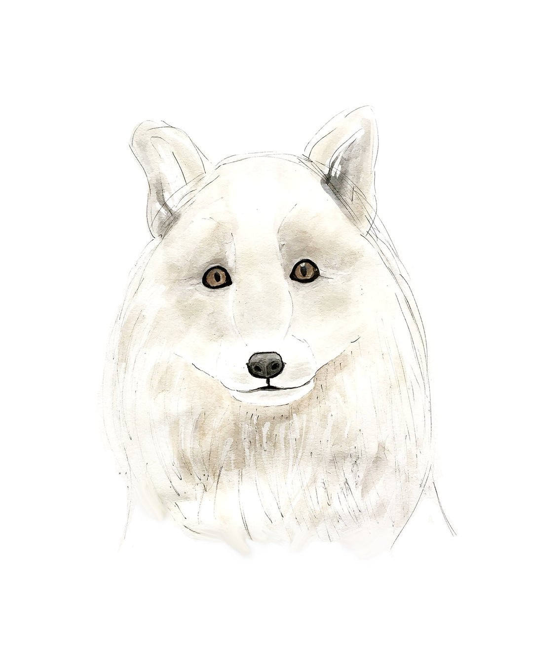 Illustration - Polar animals - Arctic fox