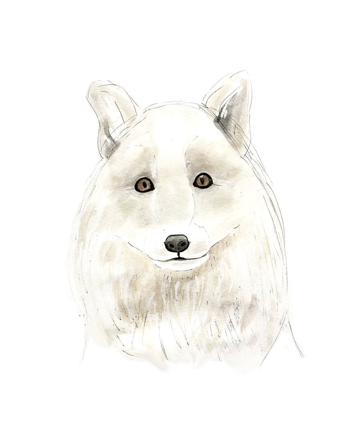 Illustration - Polar animals - Arctic fox