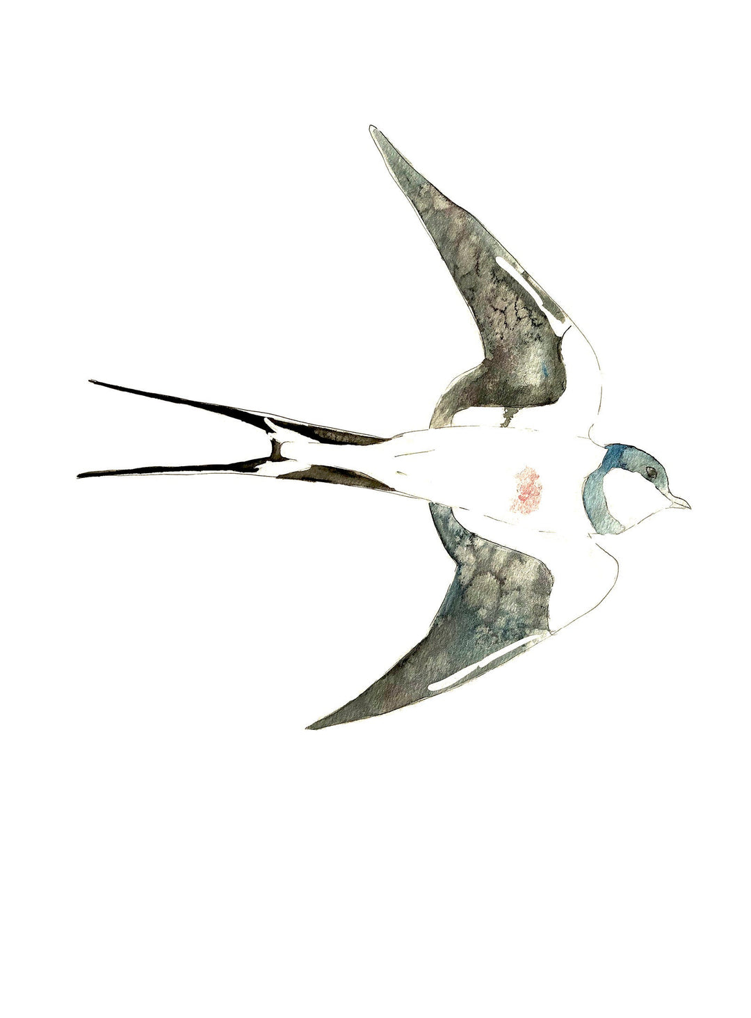 Illustration - Oiseaux - Hirondelle