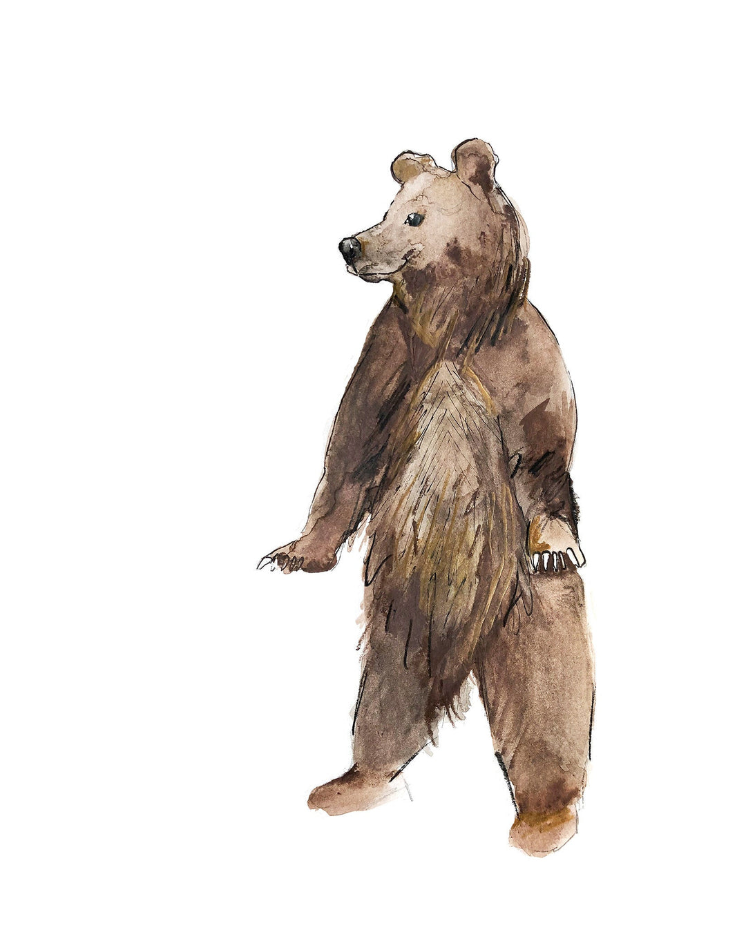 Illustration - Forest animals - Standing bear