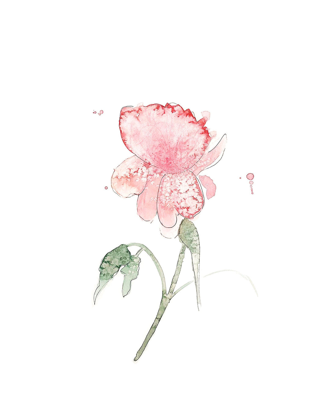 Illustration - Floral - Peony