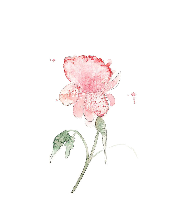 Illustration -  pivoine